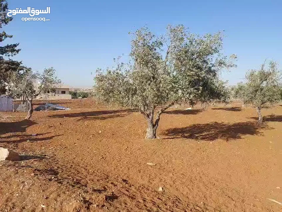 مادبا ماعين ارض زراعية مميزة عليها مزرعة زيتون جاهزة واصل جميع الخدمات مساحتها 4500 م