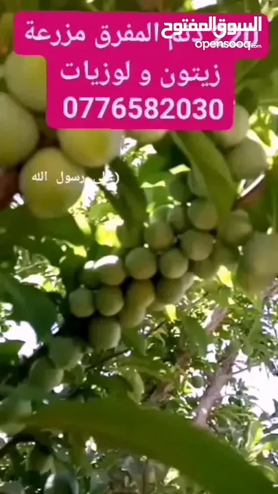 نمرتين ظهرة الرمل بسعر مغري جدا اطلالة غربية كاملة تصلح ل شالية فخم