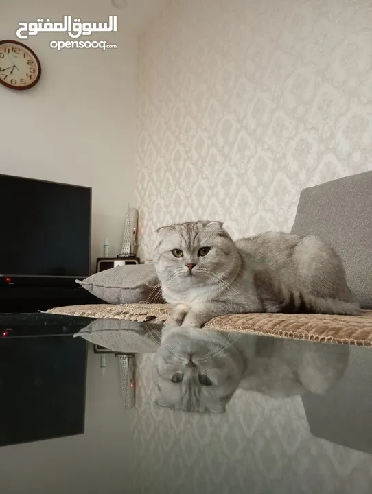 سكوتش فولد
