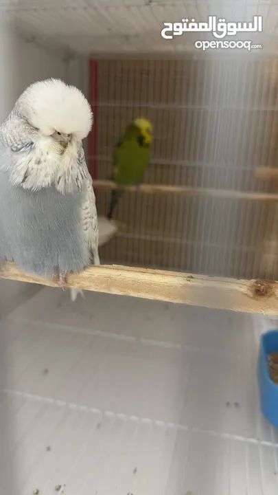 English Budgie