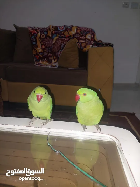 ببغاء درارة  هندي كوكو عمر سنة وريكو عمر سنة ونص اليف ولعوب ومدرب وصحتو جيدة جدا ومرح بلعب بالبيت .