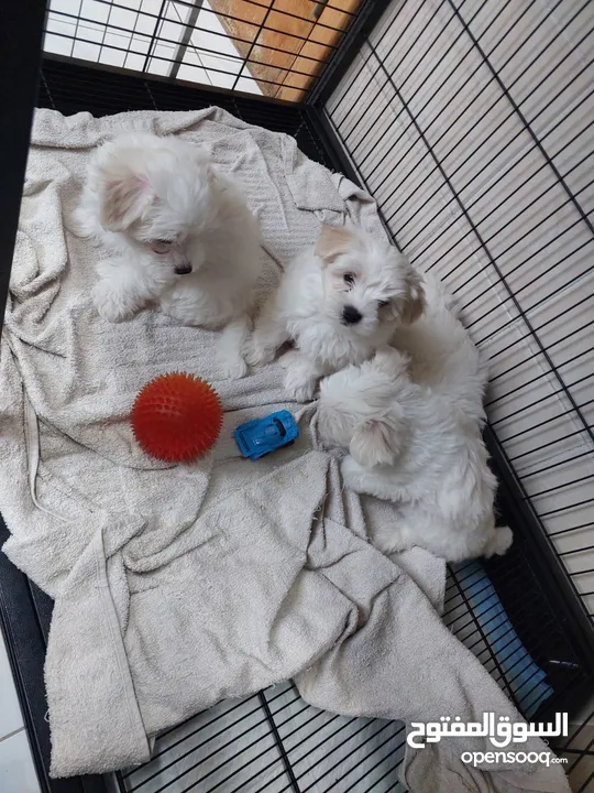 White Maltese puppies for sale