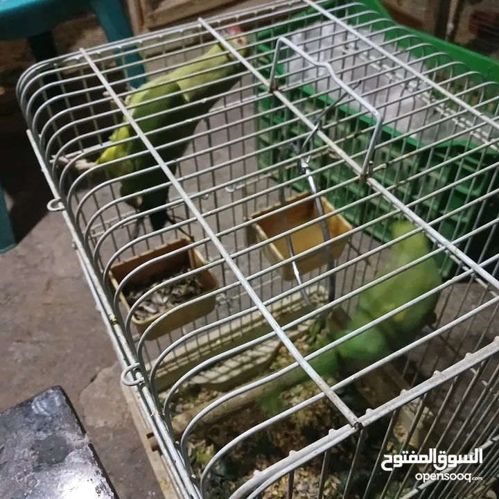 حبه درة انثى