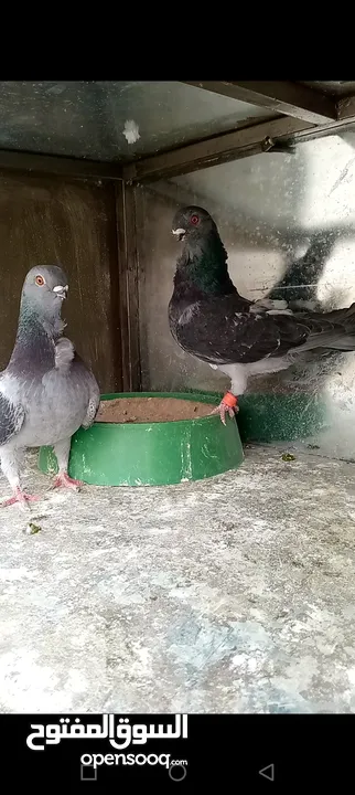 جوز بلنديات حلس مقليب شغلات صحه ونضافه