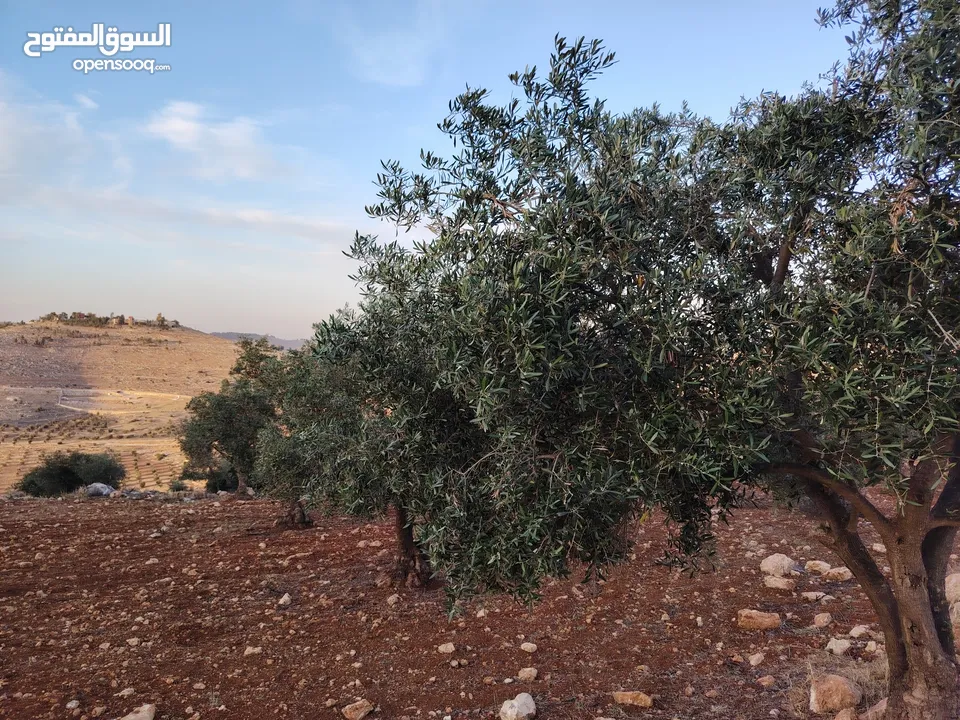 مزرعة جاهزه مرتفعه وكاشفه مشجره ومخدومه