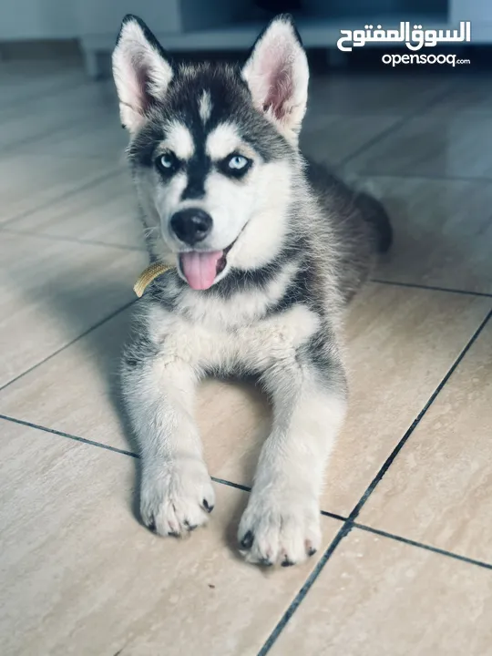 Husky male 3 month