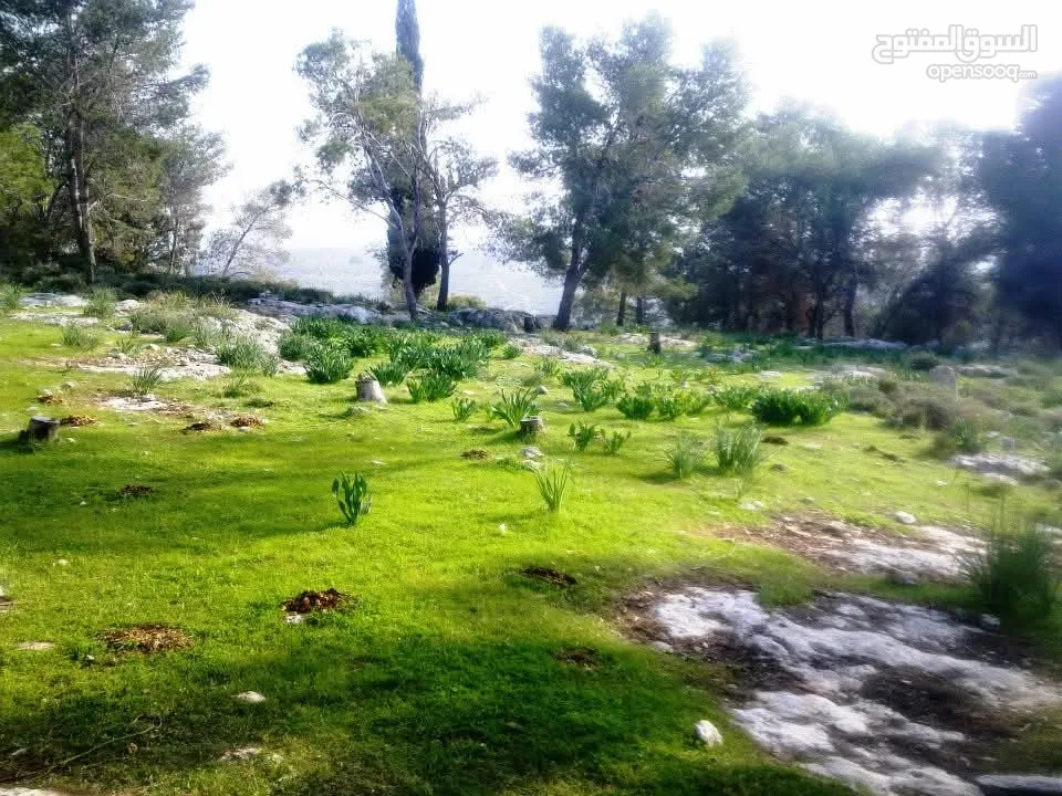 1000 متر مربع في اكتابا للبيع