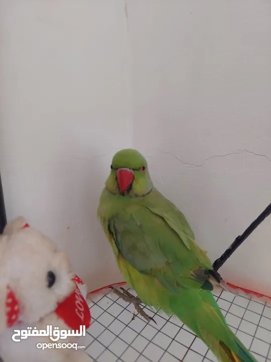ترويض وتدريب ببغاء الدرارة الهندي الشرس ببغاء صيد خلال شهر فقط بتستلمو اليف مية بالمية ما بعض نهائي