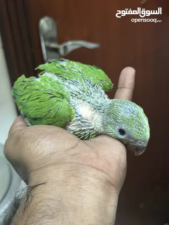 Indian Ring Neck Parrot baby