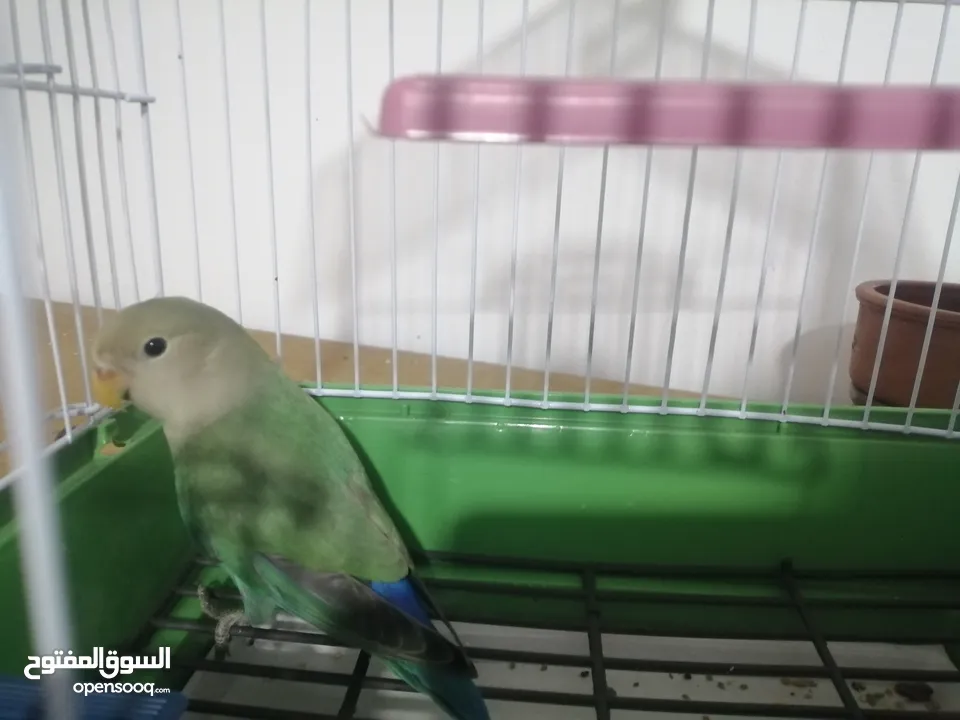 روز اخضر وايت فيس 425 ج
