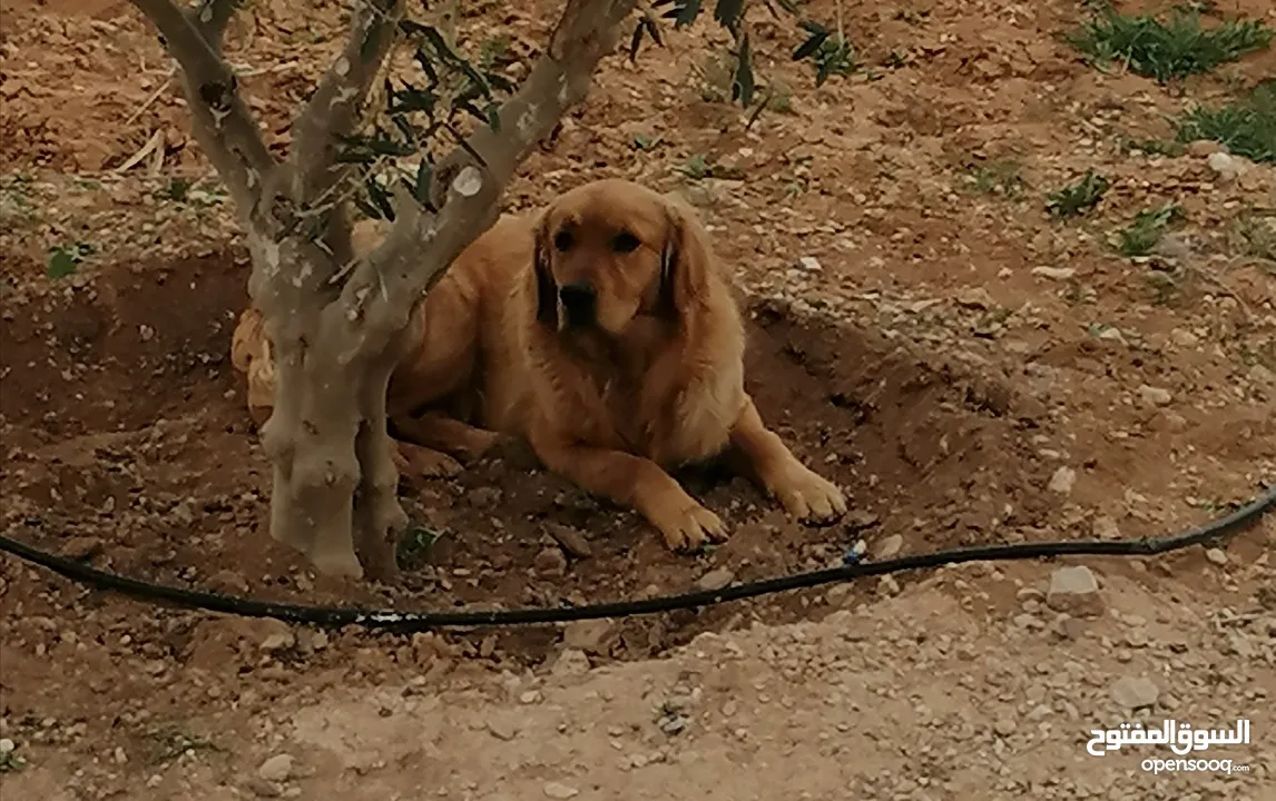 جوز Golden Retriever جولدن ريتريفر اصلي ذكر وأنثى لأعلى سعر