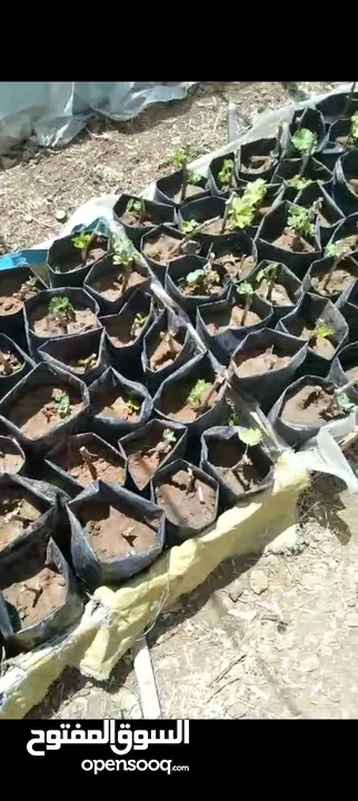 اشتال عنب للبيع