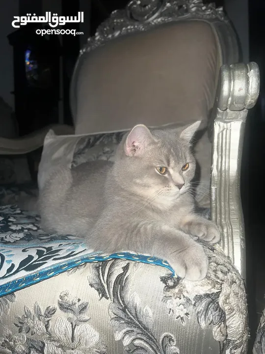 For Sale Male British Cat