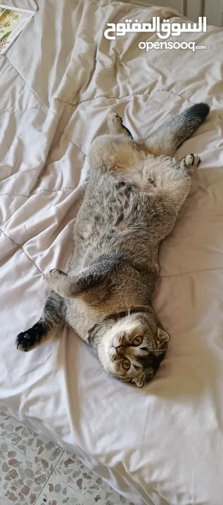 سكوتش فولد scottish fold