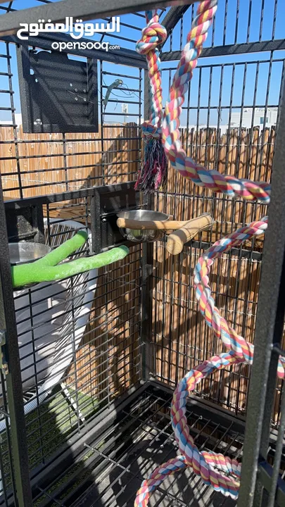 White belly Caique