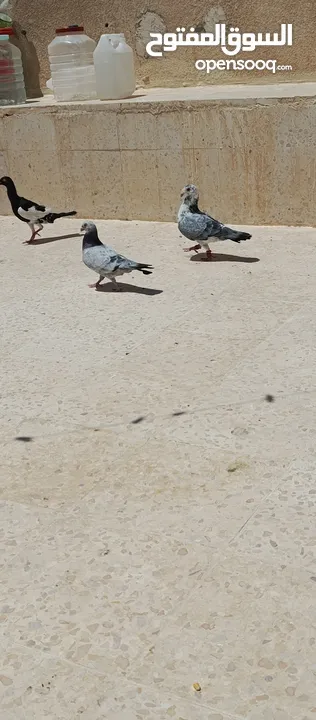متاح 3جواز شغلات جوز يهوديات  صفر وجوز بلجيكي زرزور عل بلجيكيه