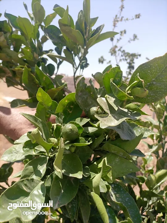 مزرعه للبيع مادبا لب