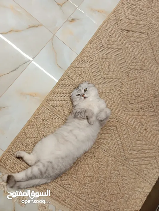 سكوتش فولد