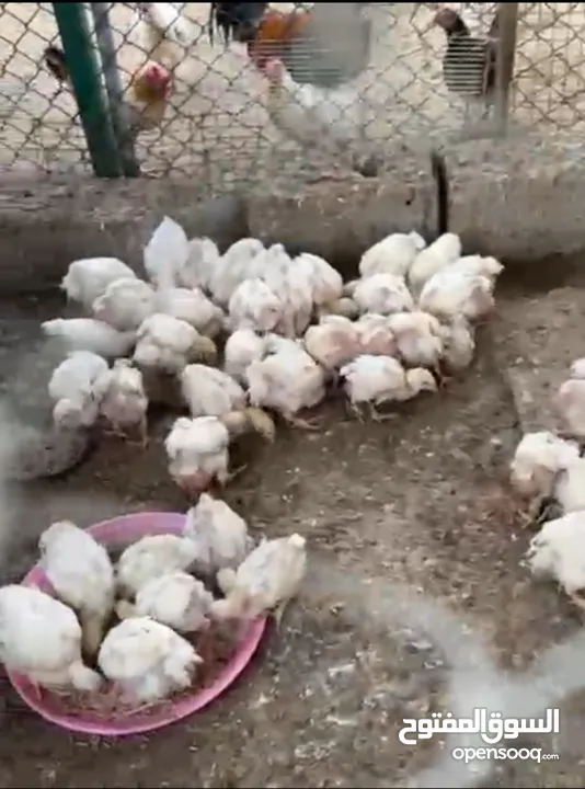 دجاج للبيع 