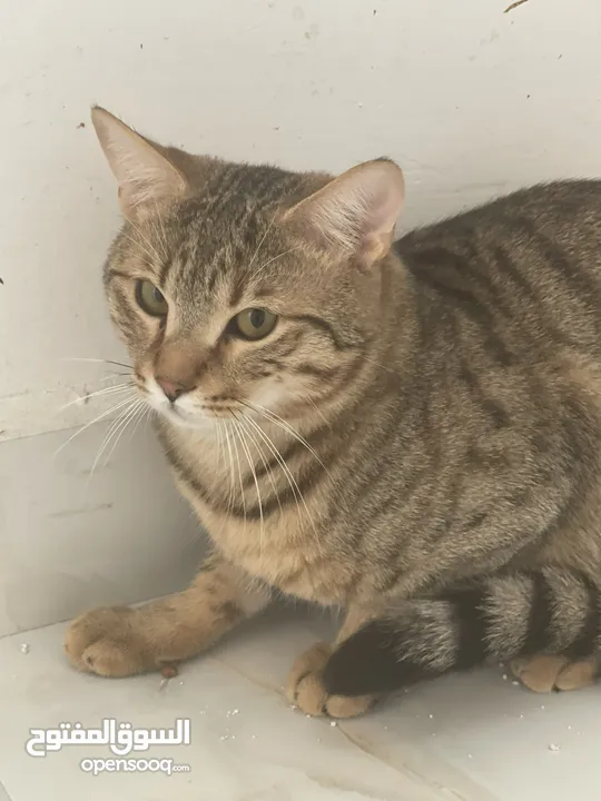 Short hair cats for adoption / قطط للتبني