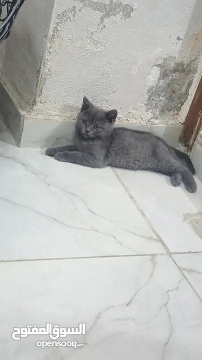 سكوتس ستريت ذكر وانثى  الانثى البيضه والذكر السكني ماخدين حبه الدوووود‪