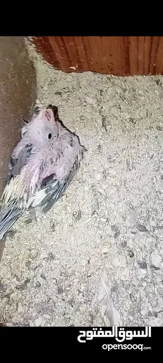جوز كوكتيل شغالات ميه ب الميه أهالي فراخ وفي معاهم فرخ الجوز صلاه النبي الله يطرح البركه لصاحب النصي