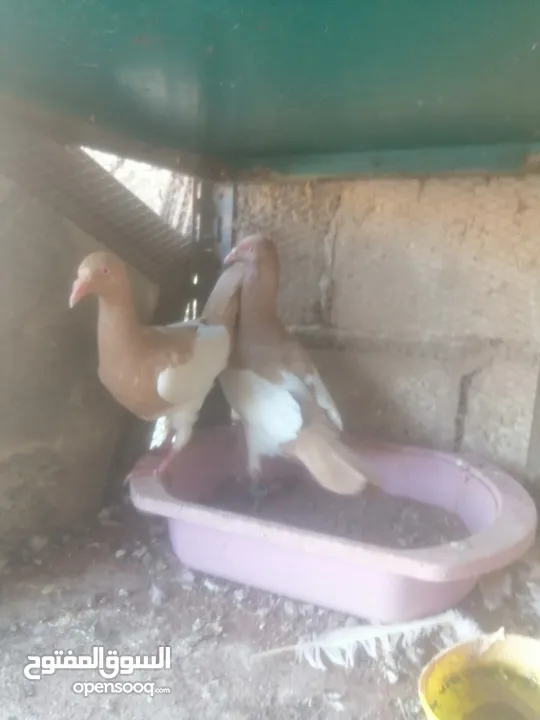 جوزين يهودي جوز اصفر وجوز احمر على صفره