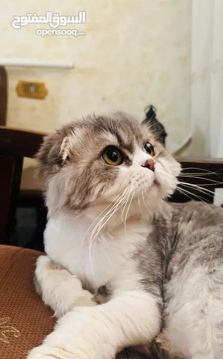 قط سكوتش دبل فولد لونغ هير