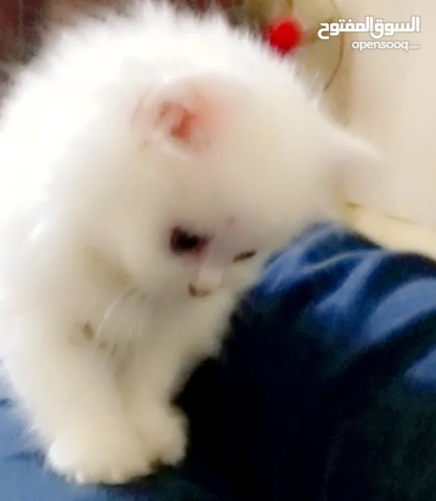 بسه شيرازيه للبيع عمرها تقريبا شهر