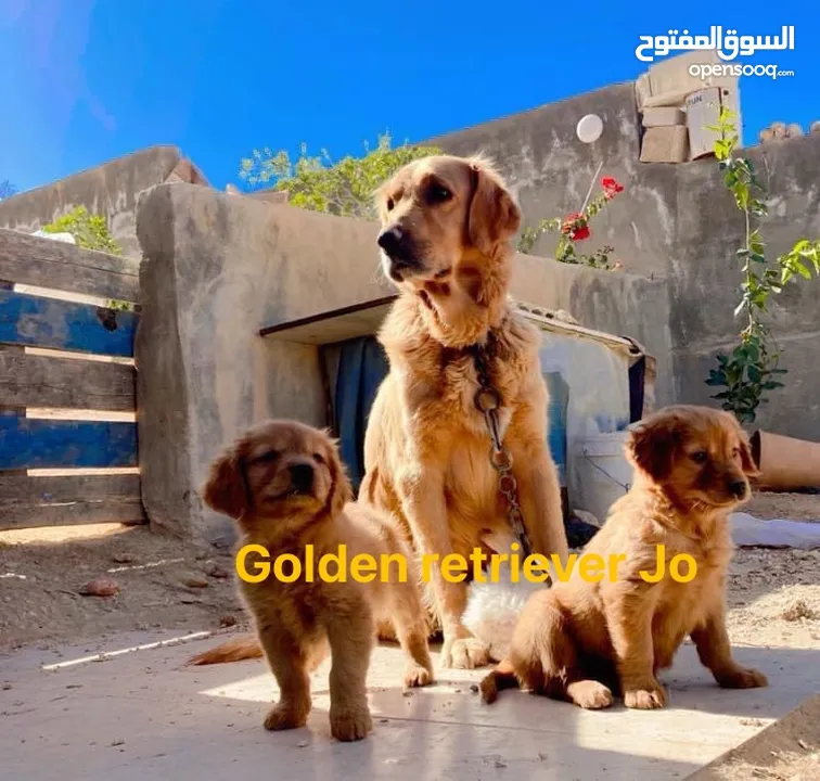 جولدن ريتريفر بريطاني آصلي  Golden retriever pure اعلى مستوى في الشرق الاوسط