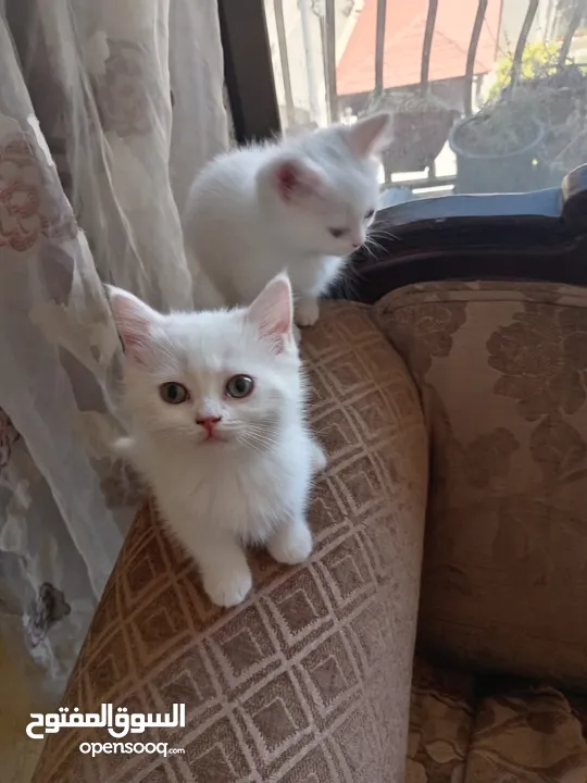 3 قطط مكس شانشيلا سكوتش فولد للبيع