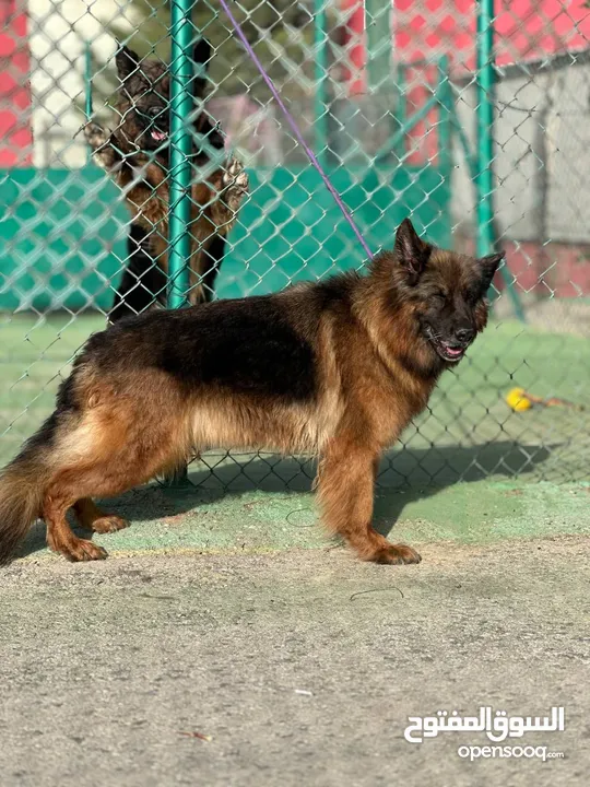 German shepherd
