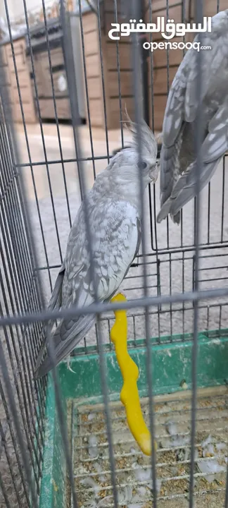 صلي على نبي طيور كوكتيل  للبيع مشكل الأعمار ونظافه وصحه  عنوان  طبربور ابو عليا