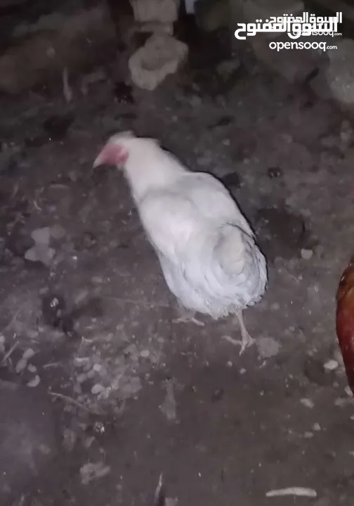 دجاج وحده بيضه بياضه عربيه اللون ابيض والثانيه مخلفه بصحه جيده معه ضمان