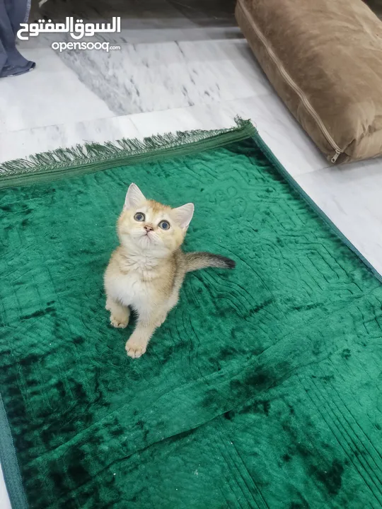 قطه سكوتش ستريت جولدن العمر 60 يوم ذكر شورت هير