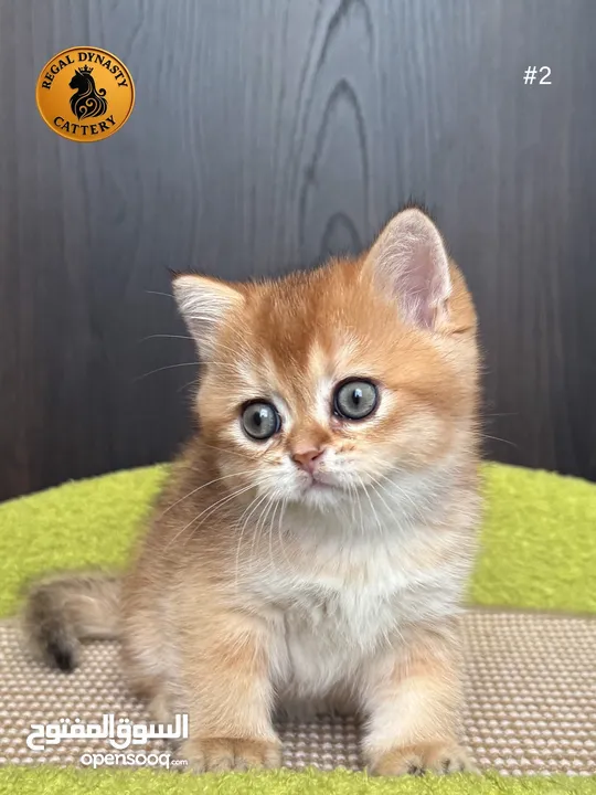 High-level British Shorthair kittens with pedigree