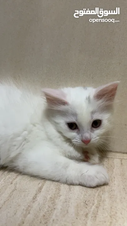 برتش مكس شيرازي