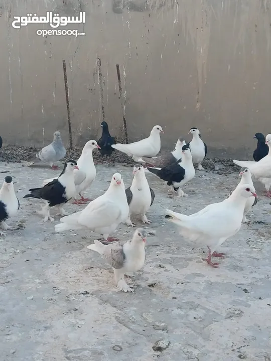 حمام فرنسي للبيع الفرنسي و اللاهور  بايع كوم كامل للاستفسار عنهم