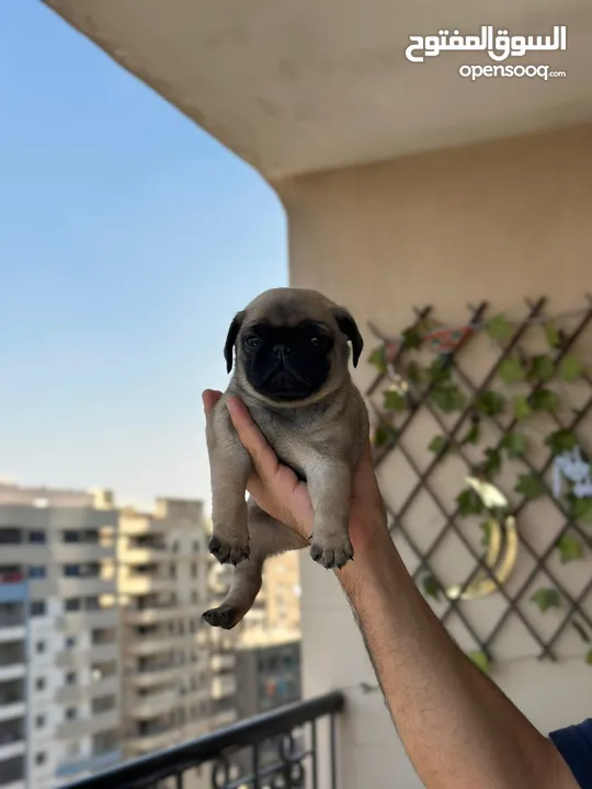 جراوي بج، pug puppies