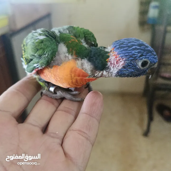 ماشاء الله لا قوة إلا بالله