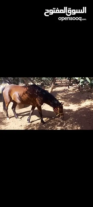 فرس مع مهر للبيع