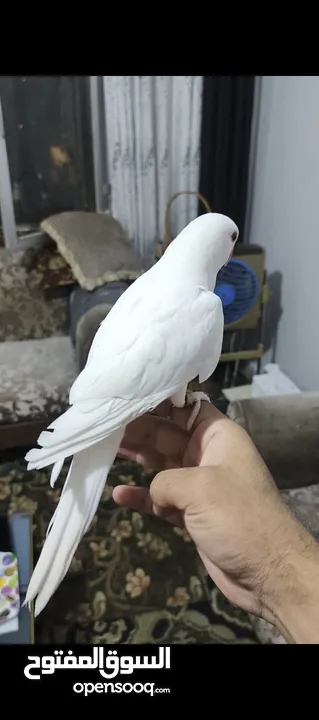 ببغاء دره هندي البينو عين حمرا عمرو 4 اشهر تقريبا اليف جدا عجينه ما بعض بطلع على الايد وبداية كلام