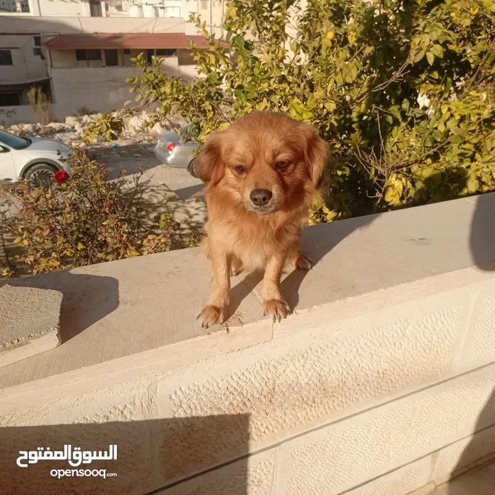 كلب للبيع أليف لعوب جدا بحب الناس