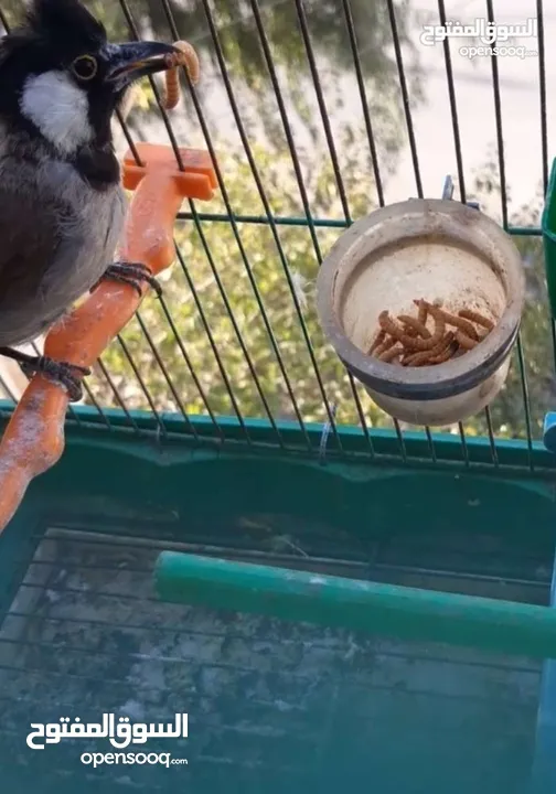 يرقات دود القبابي حي ميلوورم mealworm غذاء ممتاز بروتين حيواني لا يسبب التشحيم للطيور والاسمام