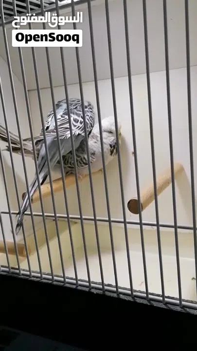 للبيع زوج بادجي انجليزي فل انجلش حجم جامبو