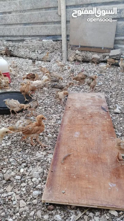 دجاج بلدي نظافة وصحة