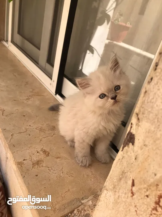 قطط كان هملايا بلو وهملايا اورنج عمر45 يوم