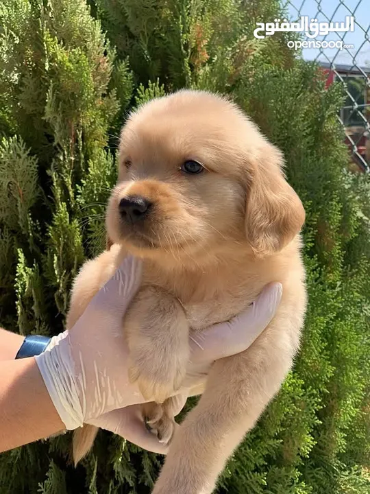 جولدن ريتريفر Golden retriever