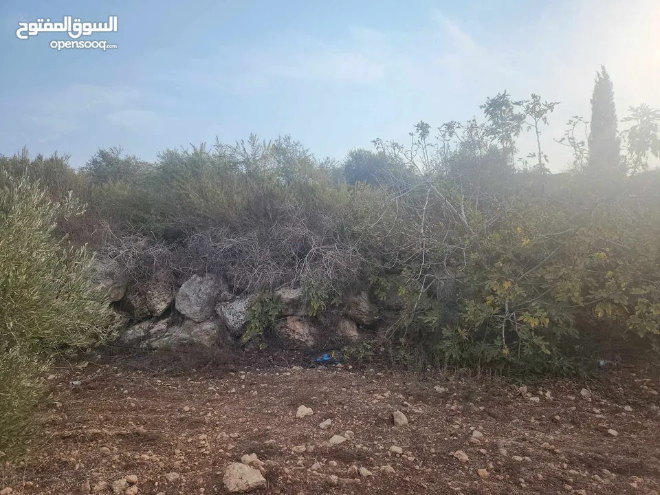 حصة 700 متر بالمسقوفة