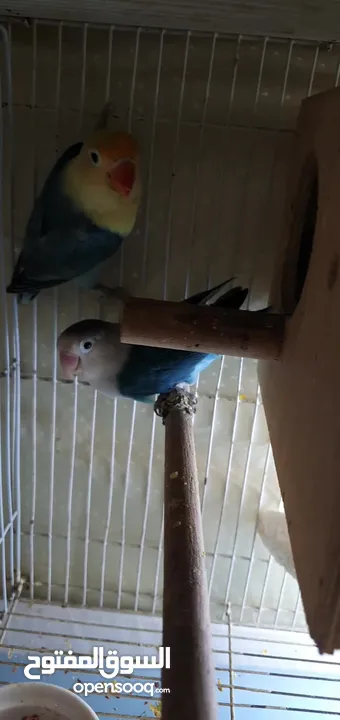 fischer lovebird breeder pair